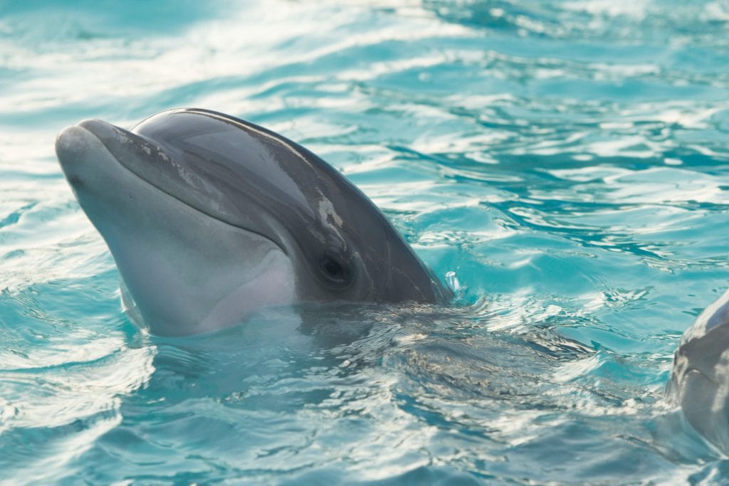 Dolphin at Sea World in Orlando